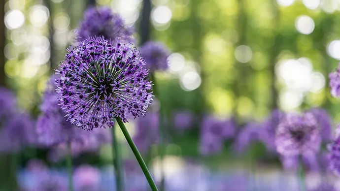 Bilde av lilla blomster